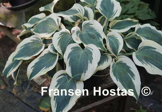 Hosta Firn Line - Fransen Hostas